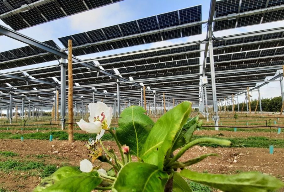 Partenariat entre Iberdrola et Sun'Agri pour développer l'agrivoltaïsme