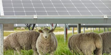 Agrivoltaïsme ou photovoltaïque agri-compatible ?